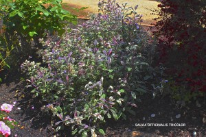 Salvia officinalis 'Tricolor'